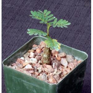 Senna meridionalis 4-inch pots