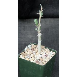 Sesamothamnus lugardii 4-inch pots