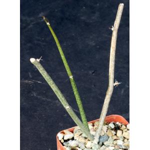 Seyrigia gracilis 4-inch pots