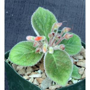 Sinningia hybrid 4-inch pots