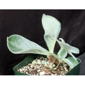 Sinningia leuchotricha 4-inch pots