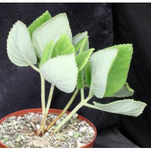 Sinningia lineata 6-inch pots