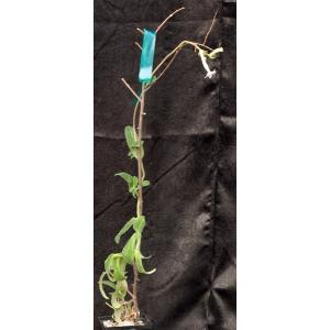 Sinningia tubiflora 5-inch pots