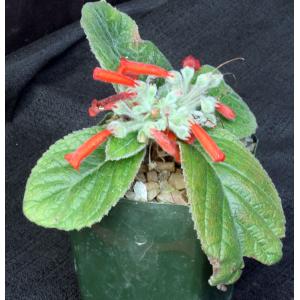 Sinningia leuchotricha hybrid 4-inch pots