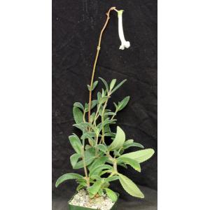 Sinningia tubiflora 4-inch pots