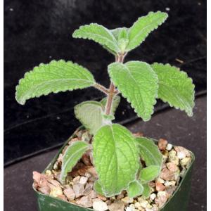 Sinningia werdermannii 4-inch pots