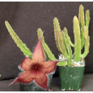 Stapelia hirsuta 4-inch pots