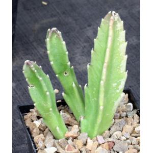 Stapelia gigantea 5-inch pots