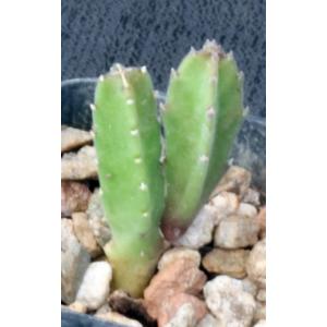 Stapelia grandiflora 2-inch pots