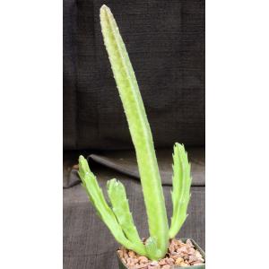Stapelia hirsuta 4-inch pots