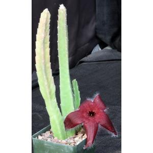 Stapelia hirsuta 4-inch pots