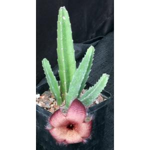 Stapelia hirsuta 5-inch pots