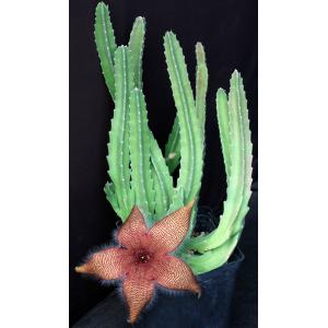 Stapelia hirsuta one-gallon pots
