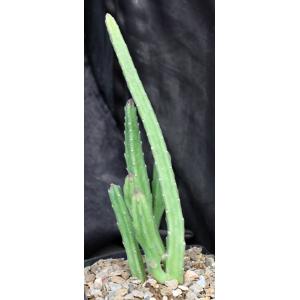 Stapelia leendertziae one-gallon pots