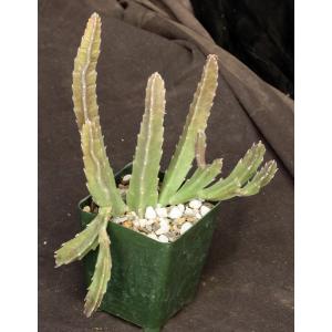 Stapelia gettliffei 4-inch pots