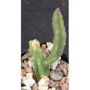 Stapelia leendertziae 2-inch pots