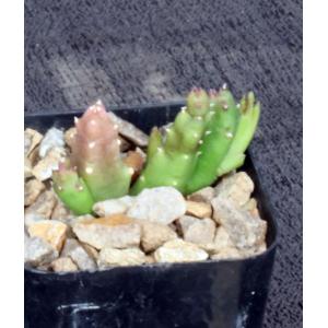 Stapelia mutabilis 2-inch pots