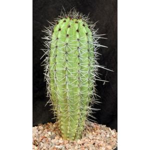 Stenocereus thurberi (Organ pipe) 2-gallon pots