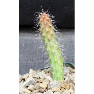 Stenocereus alamosensis 4-inch pots