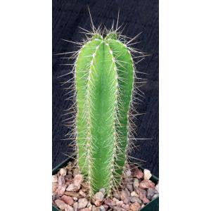 Isolatocereus (Stenocereus) dumortieri 4-inch pots