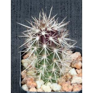 Stenocereus eruca 2-inch pots