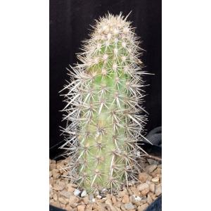 Stenocereus eruca one-gallon pots