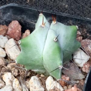 Stenocereus griseus 2-inch pots