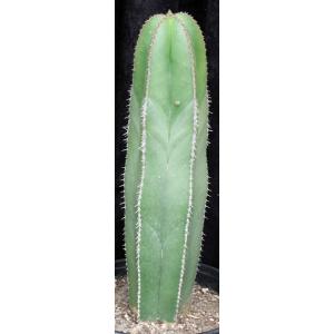 Stenocereus marginatus 3-gallon pots
