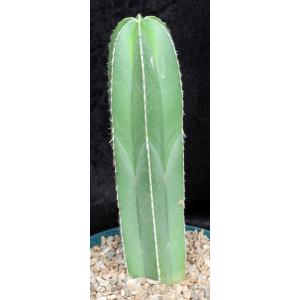 Stenocereus marginatus 6-inch pots