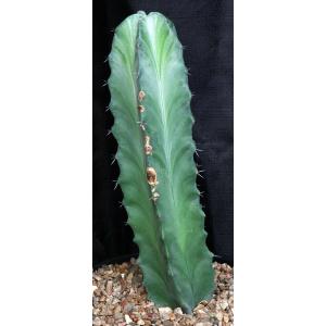 Stenocereus pruinosus 2-gallon pots