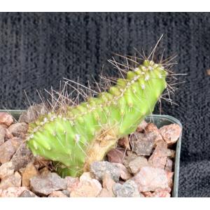 Stenocereus alamosensis (crest) 3-inch pots
