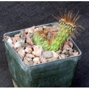 Stenocereus alamosensis (crest) 3-inch pots