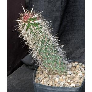 Stenocereus eruca one-gallon pots