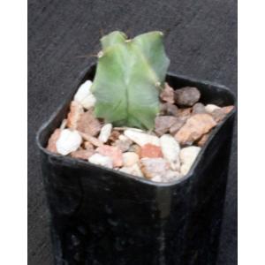 Stenocereus griseus 2-inch pots