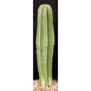 Stenocereus marginatus 3-gallon pots