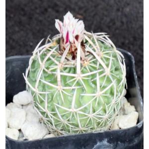 Stenocactus dichroacanthus 2-inch pots