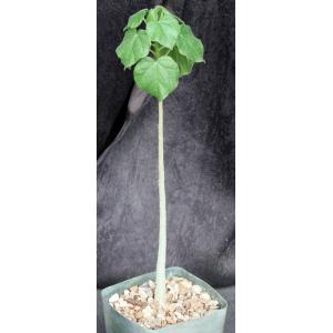 Sterculia rogersii 5-inch pots