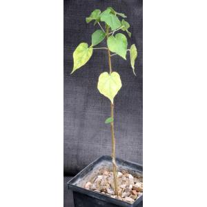 Sterculia africana 5-inch pots