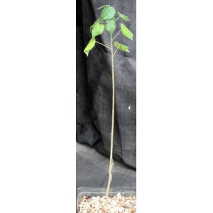 Sterculia africana one-gallon pots