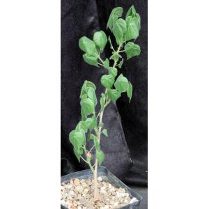 Sterculia africana one-gallon pots