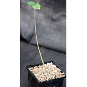 Sterculia rhynchocarpa 5-inch pots