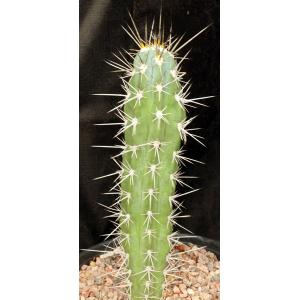 Stetsonia coryne 2-gallon pots