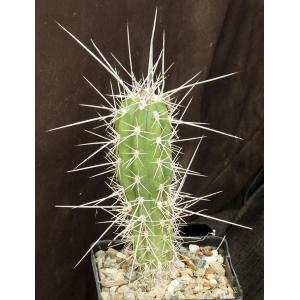 Stetsonia coryne 5-inch pots