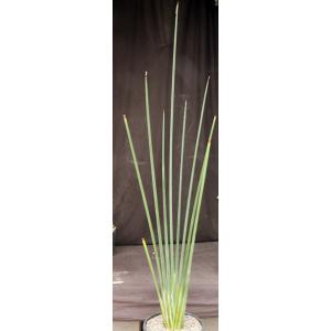 Strelitzia juncea 5-gallon pots