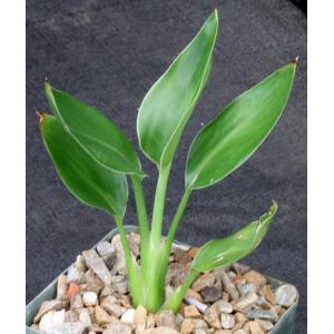 Strelitzia juncea 4-inch pots