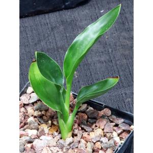 Strelitzia juncea 5-inch pots