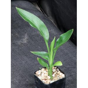 Strelitzia juncea 2-inch pots