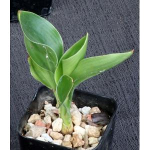 Strelitzia juncea 2-inch pots