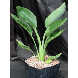 Strelitzia reginae one-gallon pots