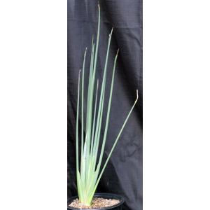 Strelitzia juncea 2-gallon pots